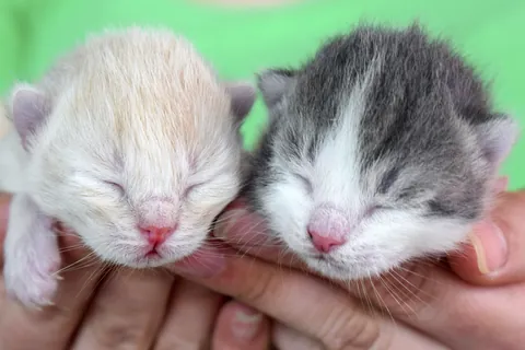 Twee pasgeboren kittens