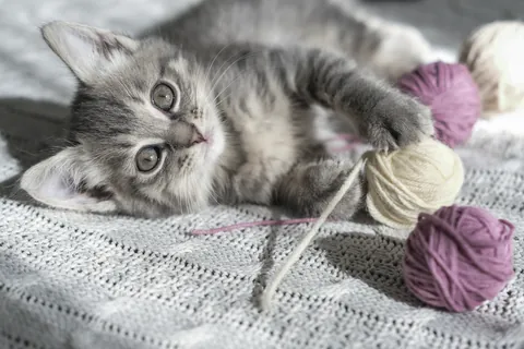 Kitten speelt met bolletjes wol