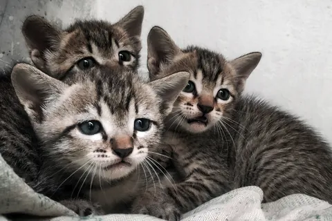 Drie kittens