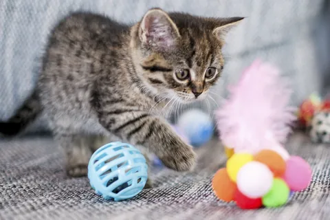 Kitten speelt met speelgoed