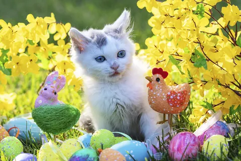 Kitten met paasversiering
