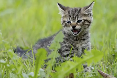 Miauwend kitten in het gras