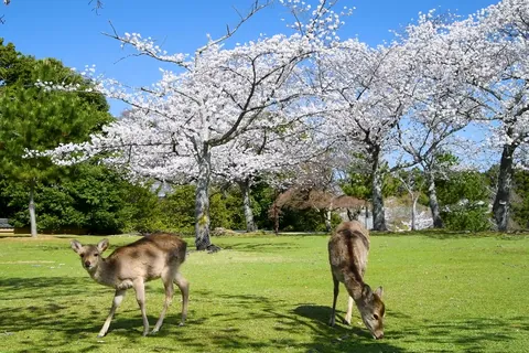 Primavera: Cerezos y ciervos en el parque de Nara