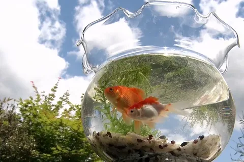 Verano: Pecera con peces de colores