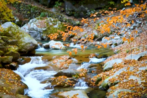 Otoño: Arroyo cristalino en el valle de Nishizawa, Yamanashi