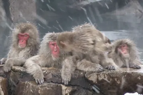 Invierno: Macacos japoneses en Jigokudani, Nagano