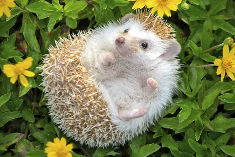 ハリネズミ