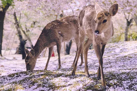 シカ