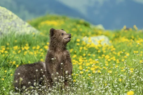 ヒグマ