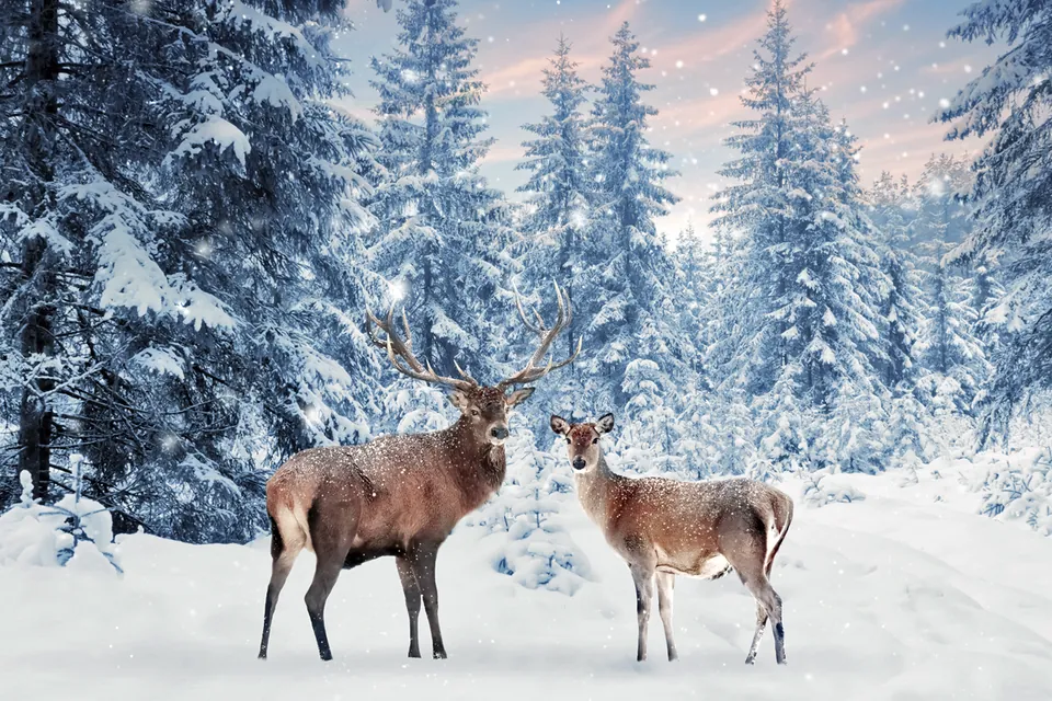 Wilde dieren in de sneeuw