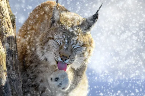 Euraziatische lynx