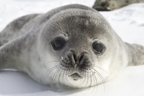 Weddellzeehond