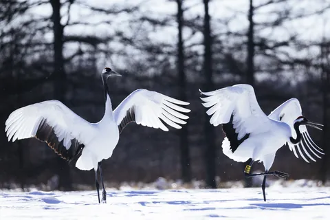 Chinese kraanvogel