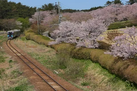 Cerisiers en fleurs à Akita-Shirakami, Akita