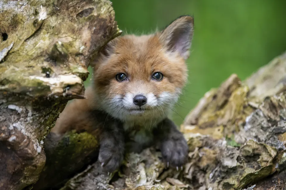 Animaux qui regardent l’objectif