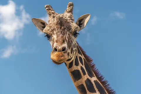 Girafe