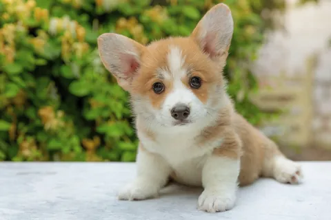 Welsh corgi