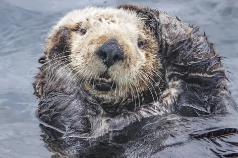 Loutre de mer