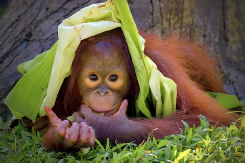 Orang-outan