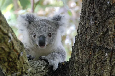 Koala