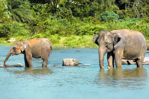 Elefante asiático