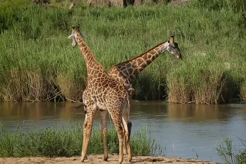Jirafa