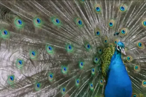 Pavo real