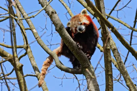 Panda rojo