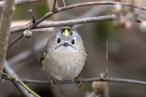 キクイタダキ