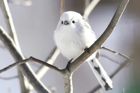 シマエナガ