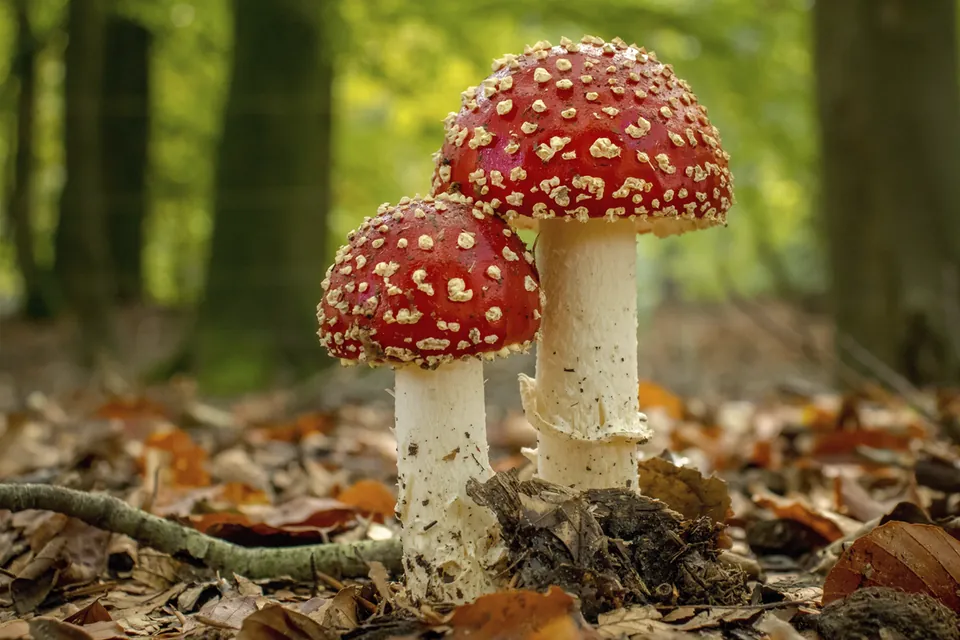 Paddenstoelen en de kleine wereld van het bos