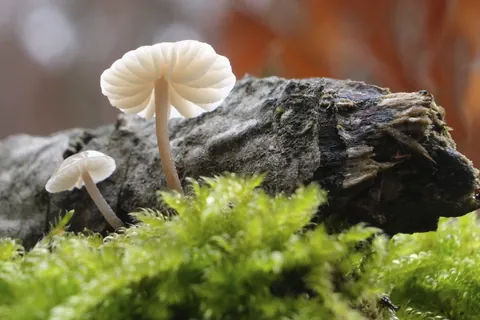 Wieltje