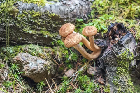 Shiitake