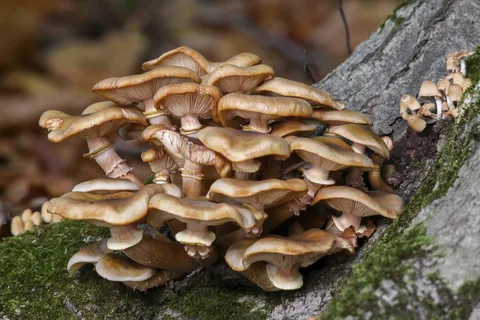 Oesterzwam