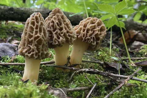 Morielje