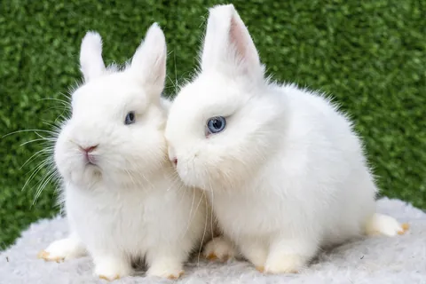 ウサギ