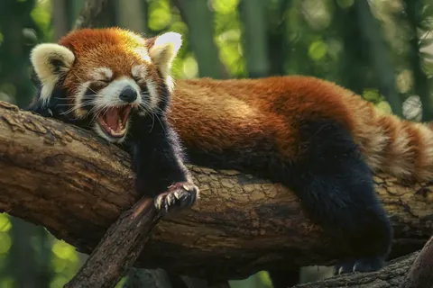 レッサーパンダ