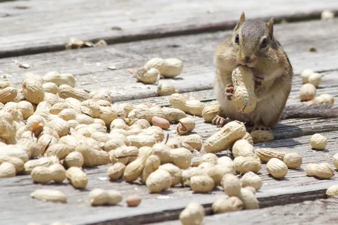 シマリス