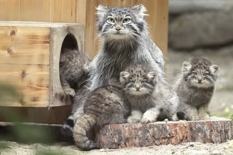 マヌルネコ