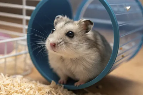 ハムスター