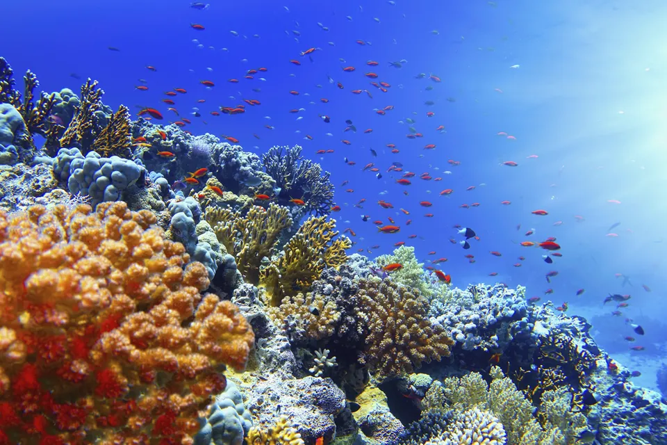 Monde sous-marin apaisant