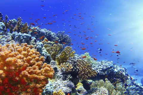 癒しの水中世界