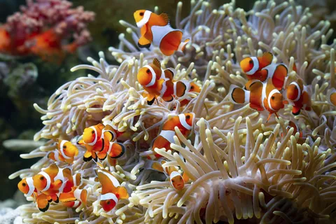 Poisson-clown et anémone de mer