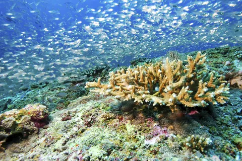 Banc de petits poissons sur le récif