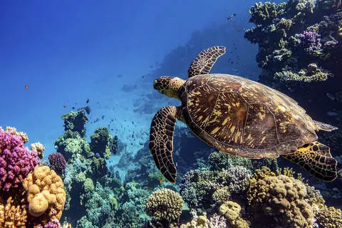Tortue de mer et corail
