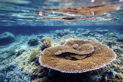 Corail table