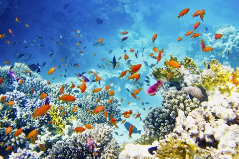 Poissons tropicaux colorés