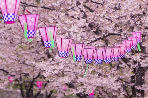 提灯と桜