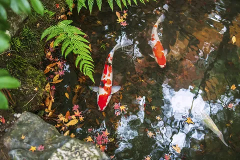 錦鯉