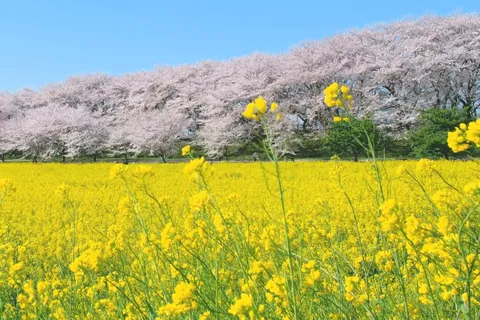 桜と菜の花